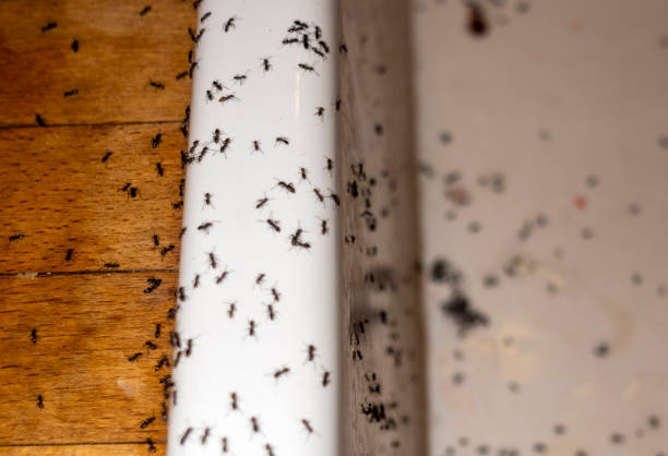 Best Local Pest Control Services  in Hahnville, LA